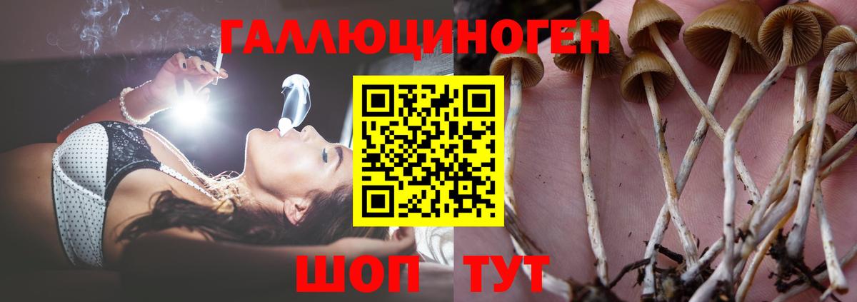 наркота  Галлюциногенные грибы MAGIC MUSHROOMS  Вход с VPN  Кимры 